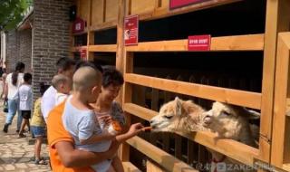 石家庄宠物领养