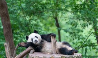 四川熊猫养殖基地 四川熊猫养殖基地